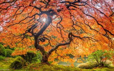The Japanese Maple Tree