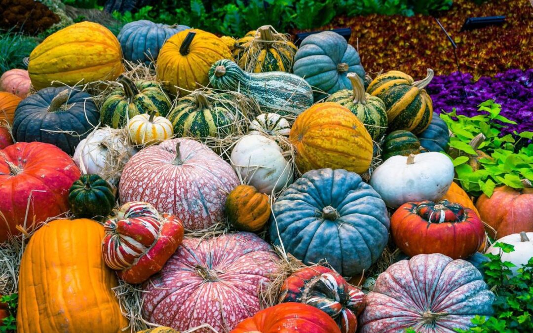 Pumpkins and Gourds