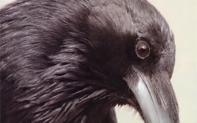 Raven/Crows